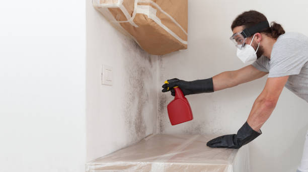 Professional Basement Mold Removal technician working in Wood-Ridge, NJ