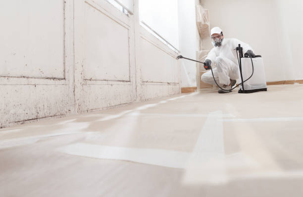 24/7 Emergency Basement Mold Removal experts in Wood-Ridge, NJ