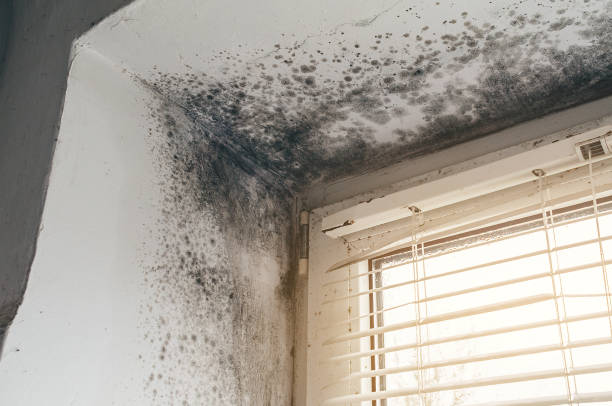 Affordable Basement Mold Removal solutions in Wood-Ridge, NJ